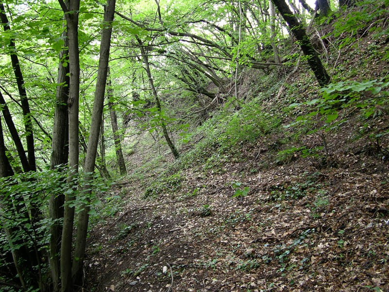 Russulaceae di oggi, 07 Giugno.